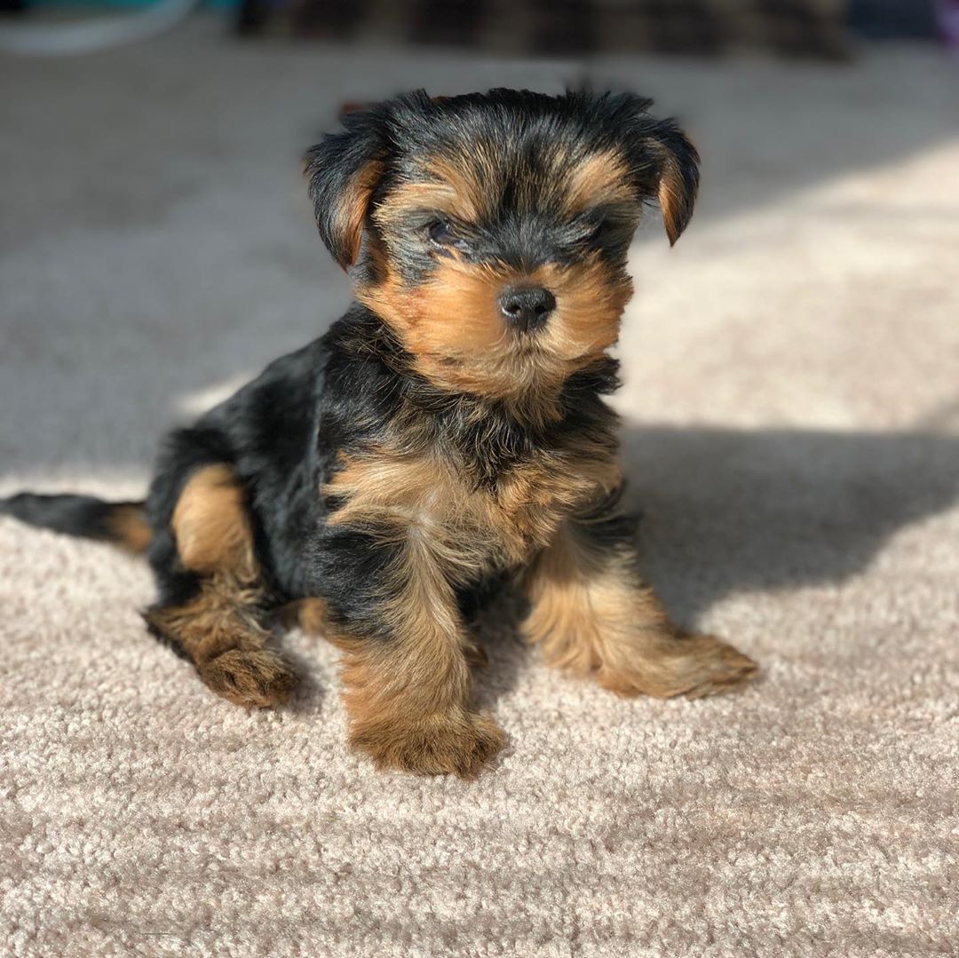 Yorkshire Terrier Welpe